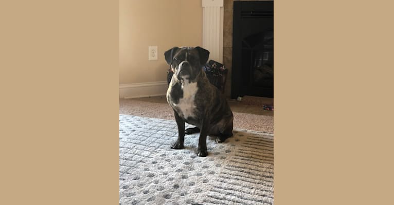 Photo of Monty, a Bulldog and American Bulldog mix in Missouri, USA