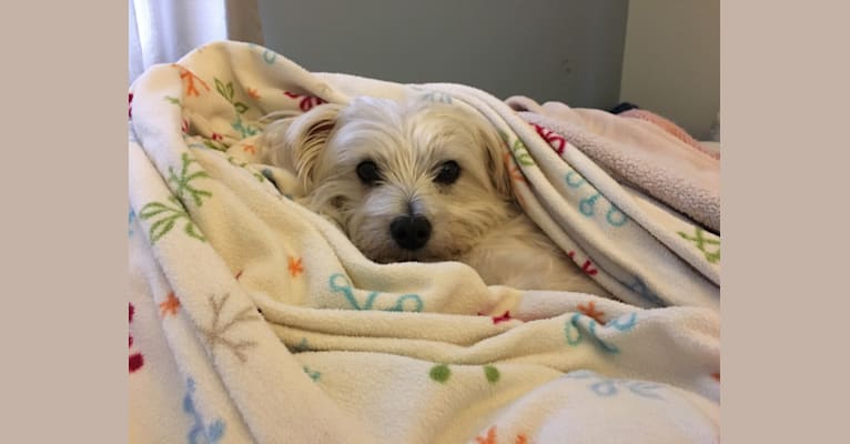 Porter, a Maltese and Cairn Terrier mix tested with EmbarkVet.com