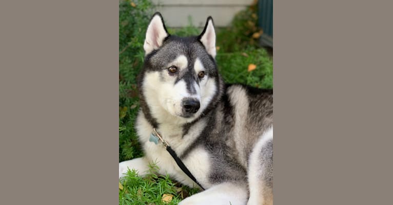 Buddy, a Siberian Husky and German Shepherd Dog mix tested with EmbarkVet.com