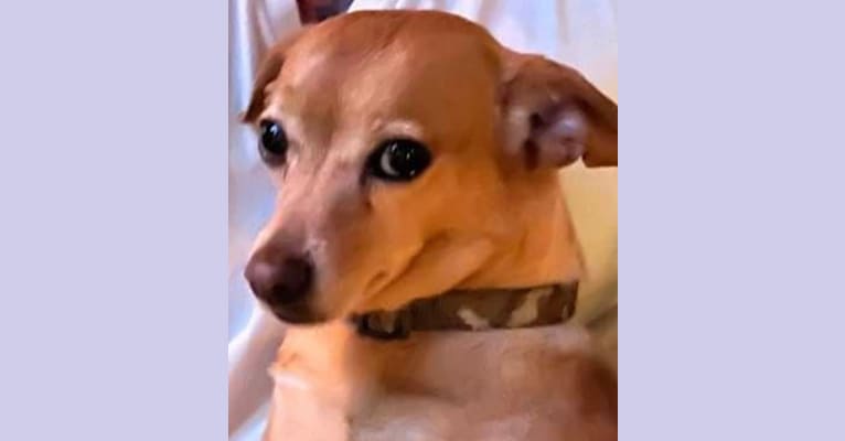Photo of Liam, a Chihuahua, Miniature Pinscher, Pomeranian, and Mixed mix in Long Beach, California, USA