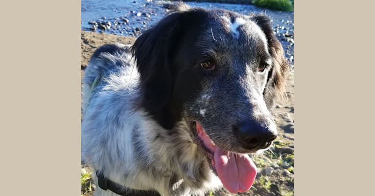 Walter, a Pointer and Great Pyrenees mix tested with EmbarkVet.com