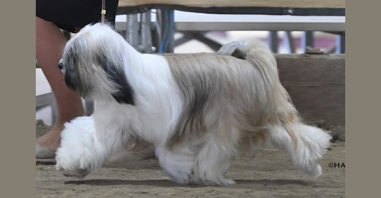 Kai, a Tibetan Terrier tested with EmbarkVet.com