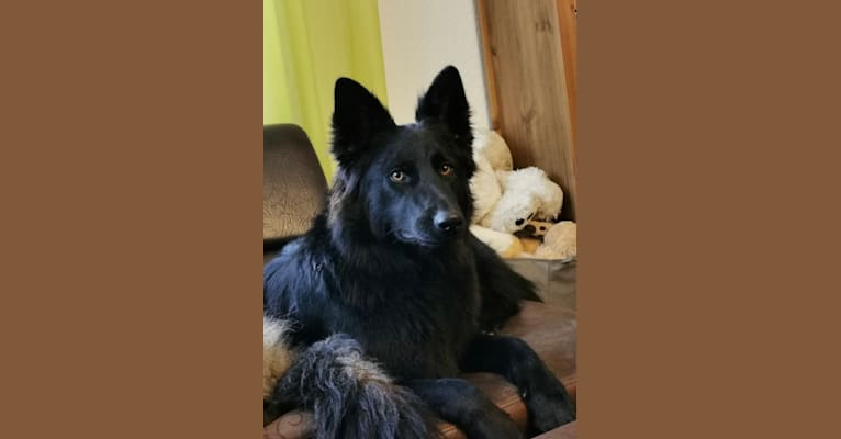 Harpy, a German Shepherd Dog tested with EmbarkVet.com