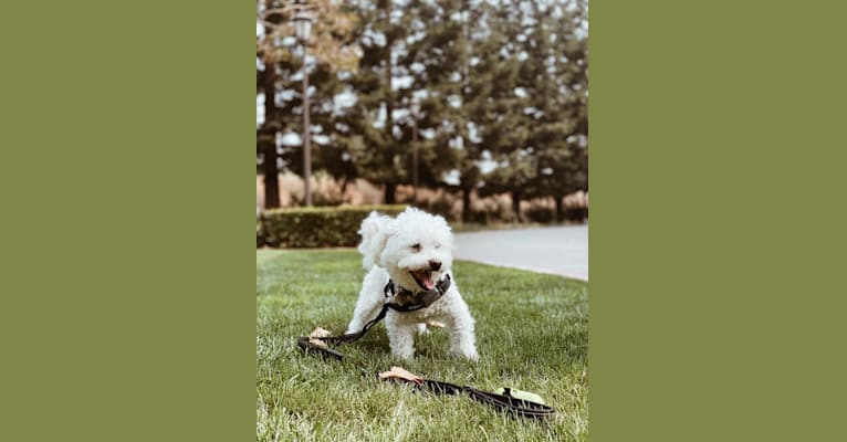 Happy, a Bichon Frise tested with EmbarkVet.com
