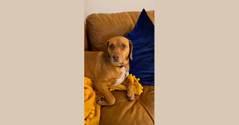 Jax, a Beagle and Dachshund mix tested with EmbarkVet.com