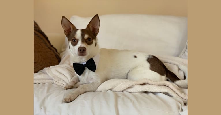 Gordon, a Chihuahua and Maltese mix tested with EmbarkVet.com