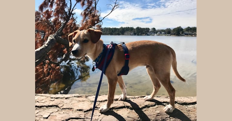 Photo of Decoy, a Cocker Spaniel, Rat Terrier, Lhasa Apso, Chihuahua, and Mixed mix in Norfolk, VA, USA