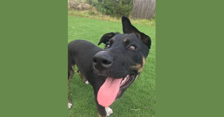 Embark Dog DNA Test - Breed