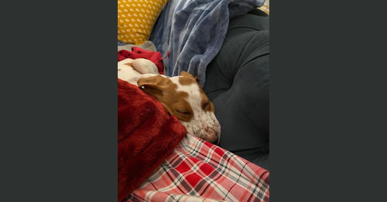 Texie, a Pointer and Llewellin Setter mix tested with EmbarkVet.com