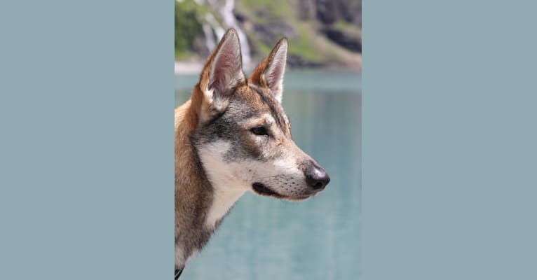 Djuna, a German Shepherd Dog and Siberian Husky mix tested with EmbarkVet.com