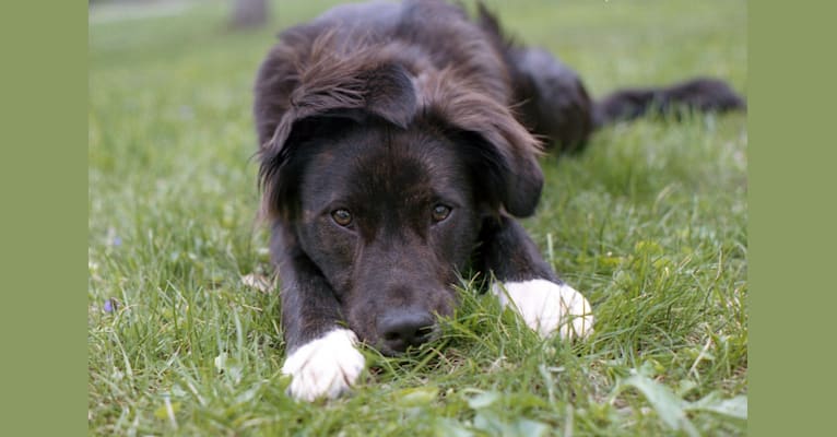 Luna, a Staffordshire Terrier and Australian Shepherd mix tested with EmbarkVet.com