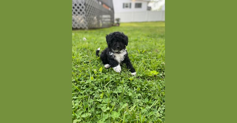 Bruno, an Aussiedoodle (7.9% unresolved) tested with EmbarkVet.com