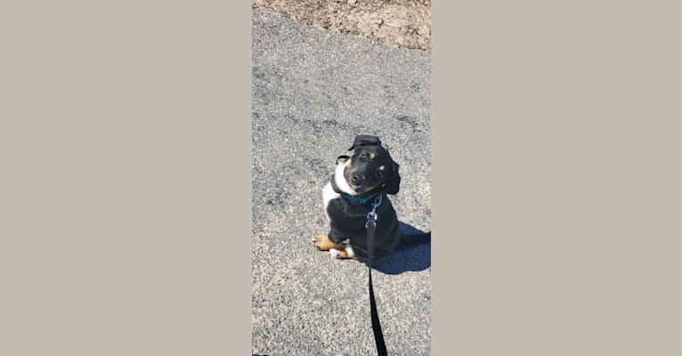 Photo of Louyie, a Border Collie, Labrador Retriever, Australian Shepherd, Australian Cattle Dog, and English Springer Spaniel mix in Columbus, Wisconsin, USA