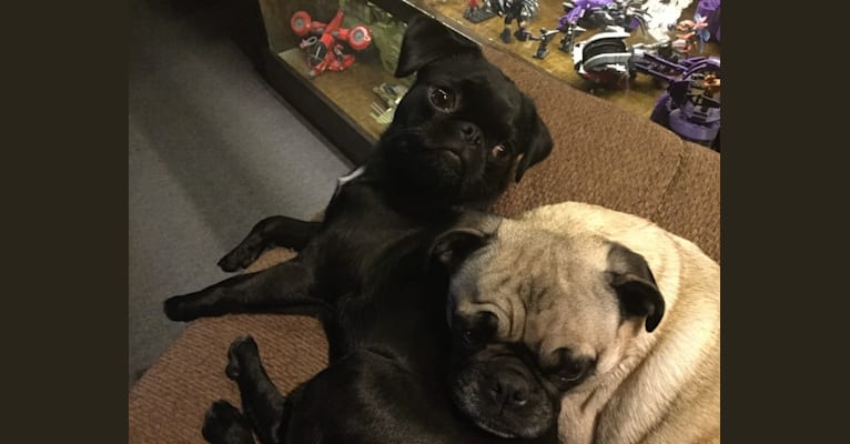 Japanese chin sales and pug mix