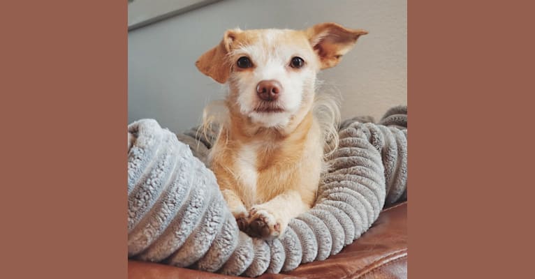 Kenzie, a Chihuahua and Rat Terrier mix tested with EmbarkVet.com