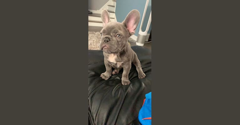 Nardo, a French Bulldog tested with EmbarkVet.com