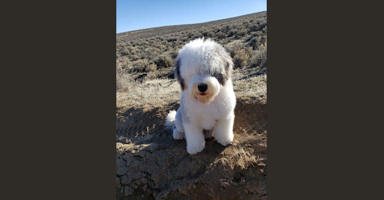 Fozzy, an Old English Sheepdog tested with EmbarkVet.com