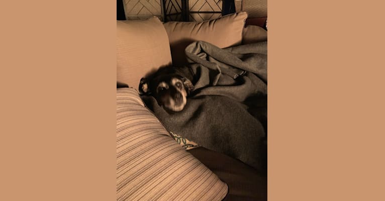 Sunny, a Labrador Retriever and Rat Terrier mix tested with EmbarkVet.com