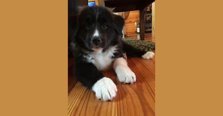 Bear, a Border Collie and Great Pyrenees mix tested with EmbarkVet.com