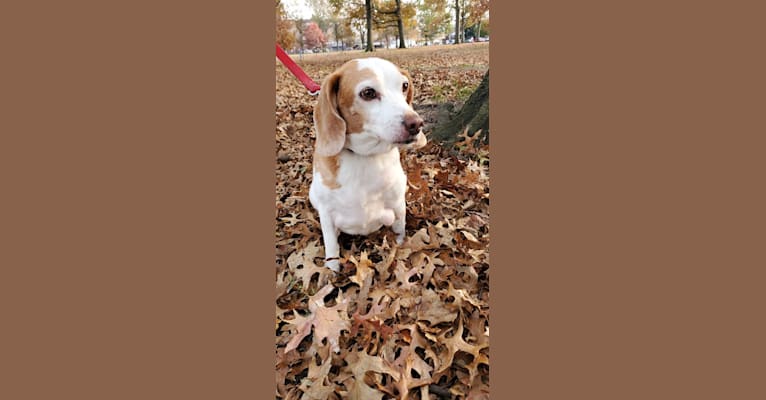 Tucker, a Beagle tested with EmbarkVet.com