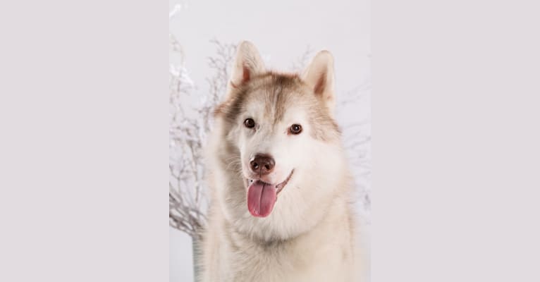 Ghost, a Siberian Husky tested with EmbarkVet.com