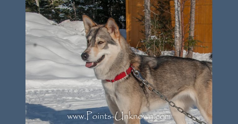 Nukka, an Alaskan-type Husky tested with EmbarkVet.com