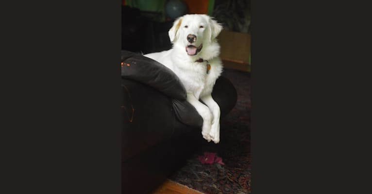 Photo of casper, a Great Pyrenees, Labrador Retriever, American Pit Bull Terrier, and Boxer mix