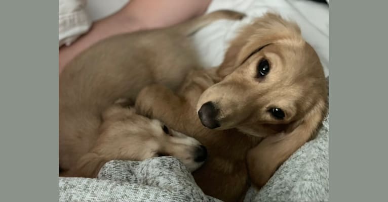 Oliver (Ollie) von Frederick, a Dachshund tested with EmbarkVet.com