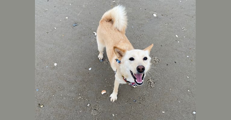 Cleo, a Japanese or Korean Village Dog and Jindo mix tested with EmbarkVet.com