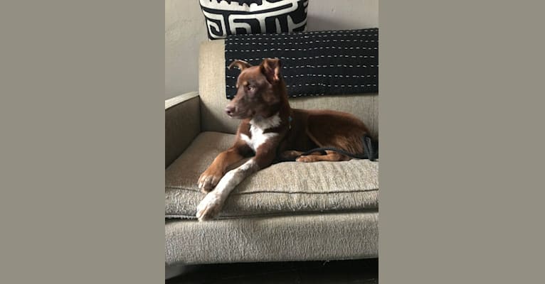 Finn, a Siberian Husky and Labrador Retriever mix tested with EmbarkVet.com