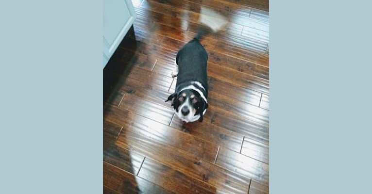 Donnie, a Beagle tested with EmbarkVet.com