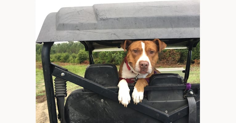 Buddy, an American Pit Bull Terrier and American Bulldog mix tested with EmbarkVet.com