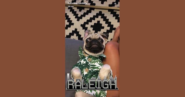 Nacho, a Pug tested with EmbarkVet.com