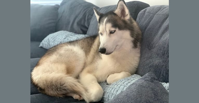 Zeke, a Siberian Husky (6.8% unresolved) tested with EmbarkVet.com