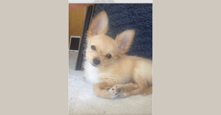 L'il Critter, a Chihuahua tested with EmbarkVet.com