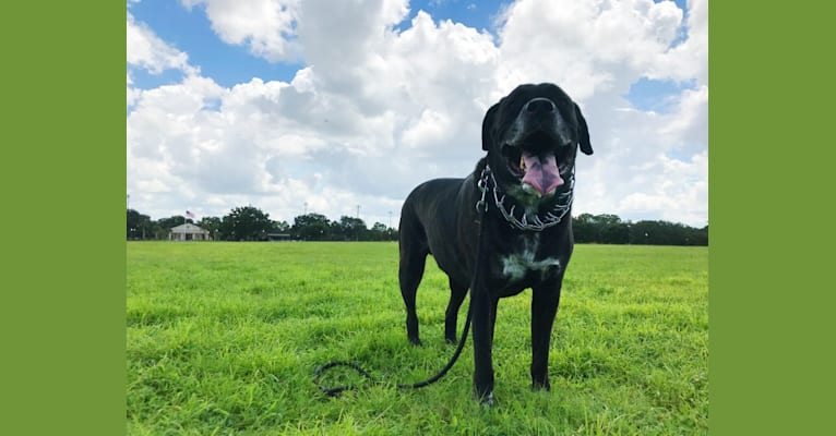 Hank, a Saint Bernard and Cane Corso mix tested with EmbarkVet.com