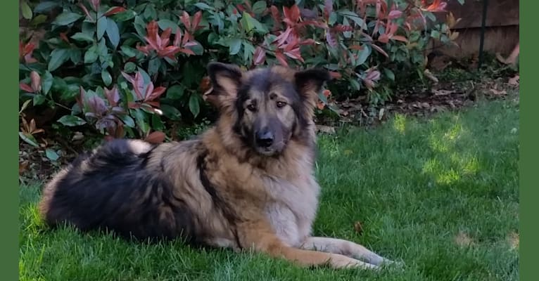 Ruby, a German Shepherd Dog and Akita mix tested with EmbarkVet.com