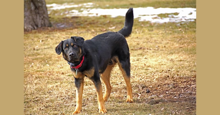 Tex, a German Shepherd Dog and Labrador Retriever mix tested with EmbarkVet.com