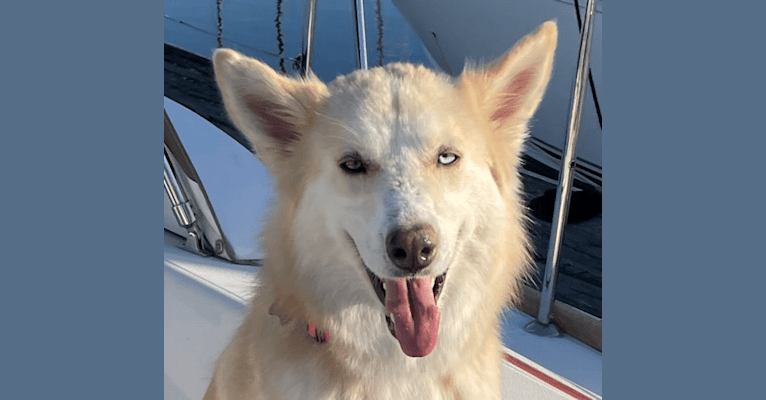 Star, a Siberian Husky and Alaskan Malamute mix tested with EmbarkVet.com