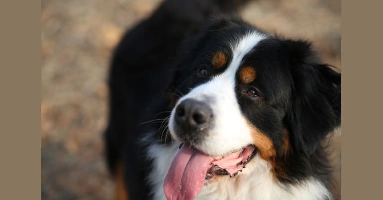 SAMSU, a Bernese Mountain Dog tested with EmbarkVet.com