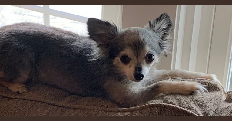 Peanut, a Chihuahua tested with EmbarkVet.com