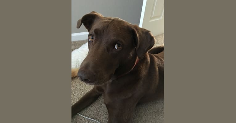 Kona, an American Pit Bull Terrier and Chesapeake Bay Retriever mix tested with EmbarkVet.com