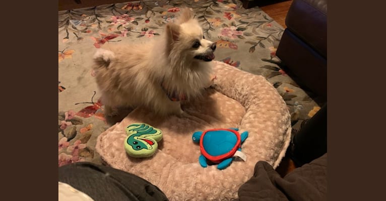 Rockwell, a Pomeranian and Australian Shepherd mix tested with EmbarkVet.com