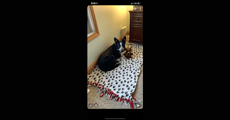 Ripley, an Australian Cattle Dog and Border Collie mix tested with EmbarkVet.com