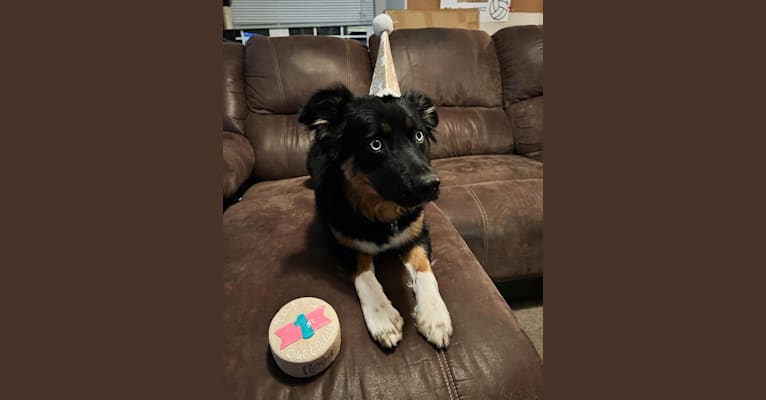 Nova, an Australian Shepherd Group tested with EmbarkVet.com