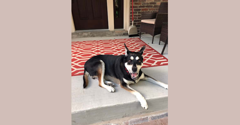 Diesel, a Siberian Husky and Rottweiler mix tested with EmbarkVet.com