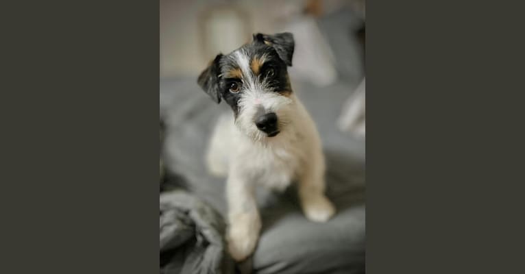 Spade, a Russell-type Terrier tested with EmbarkVet.com