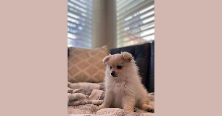 Kai, a Pomeranian tested with EmbarkVet.com