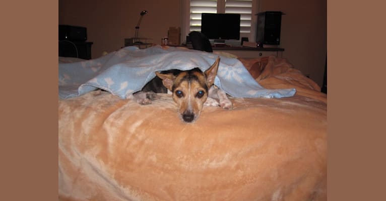 Milo, a Rat Terrier tested with EmbarkVet.com