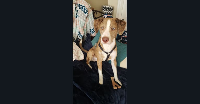 Photo of Theodore, a Labrador Retriever, Catahoula Leopard Dog, Border Collie, and Mixed mix in Merryville, Louisiana, USA